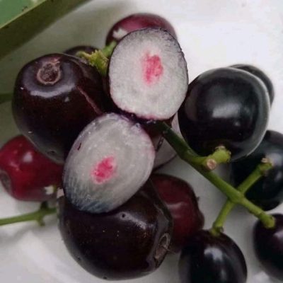 Cây giống Trâm không hạt Thái Lan nhập khẩu
