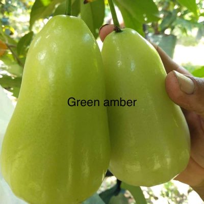 cây giống Mận Xanh Green Amber nhập khẩu
