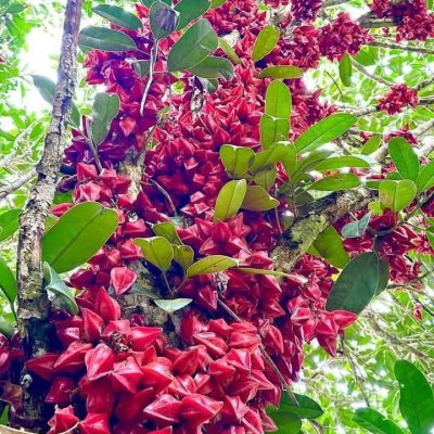 cây giống Khế Huyết nhiệt đới kalimantan nhập khẩu