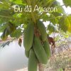 Hạt giống Đu đủ Amazon Nhập khẩu