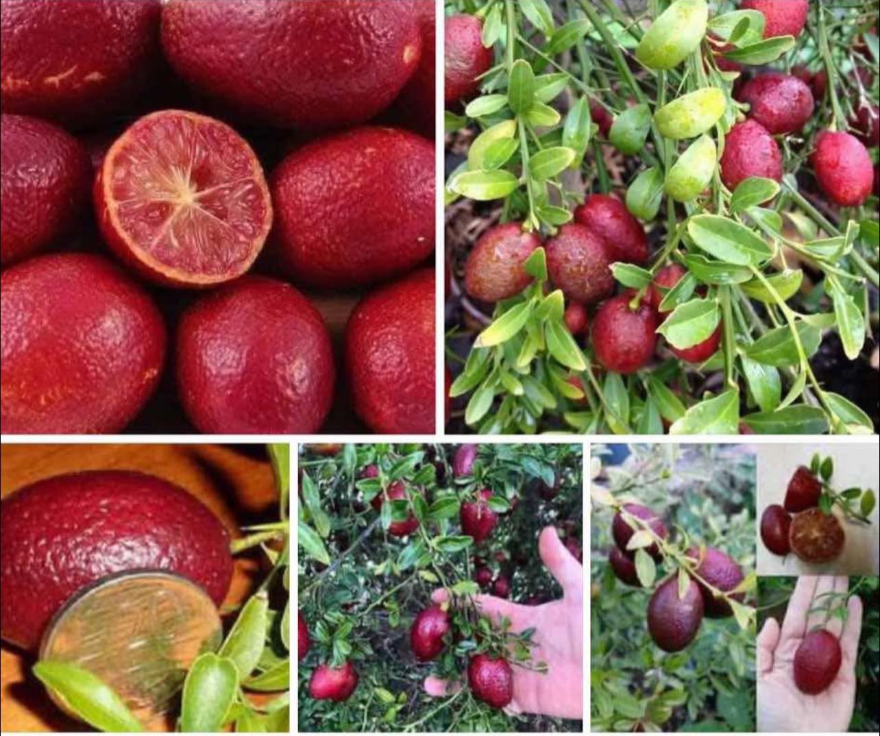 cây giống chanh máu nhập khẩu cây giống chanh máu nhập khẩu
