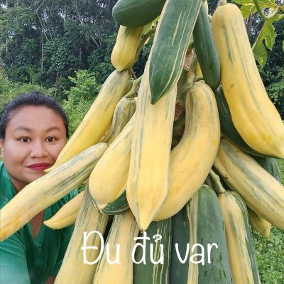 Hạt giống đu đủ Var nhập khẩu