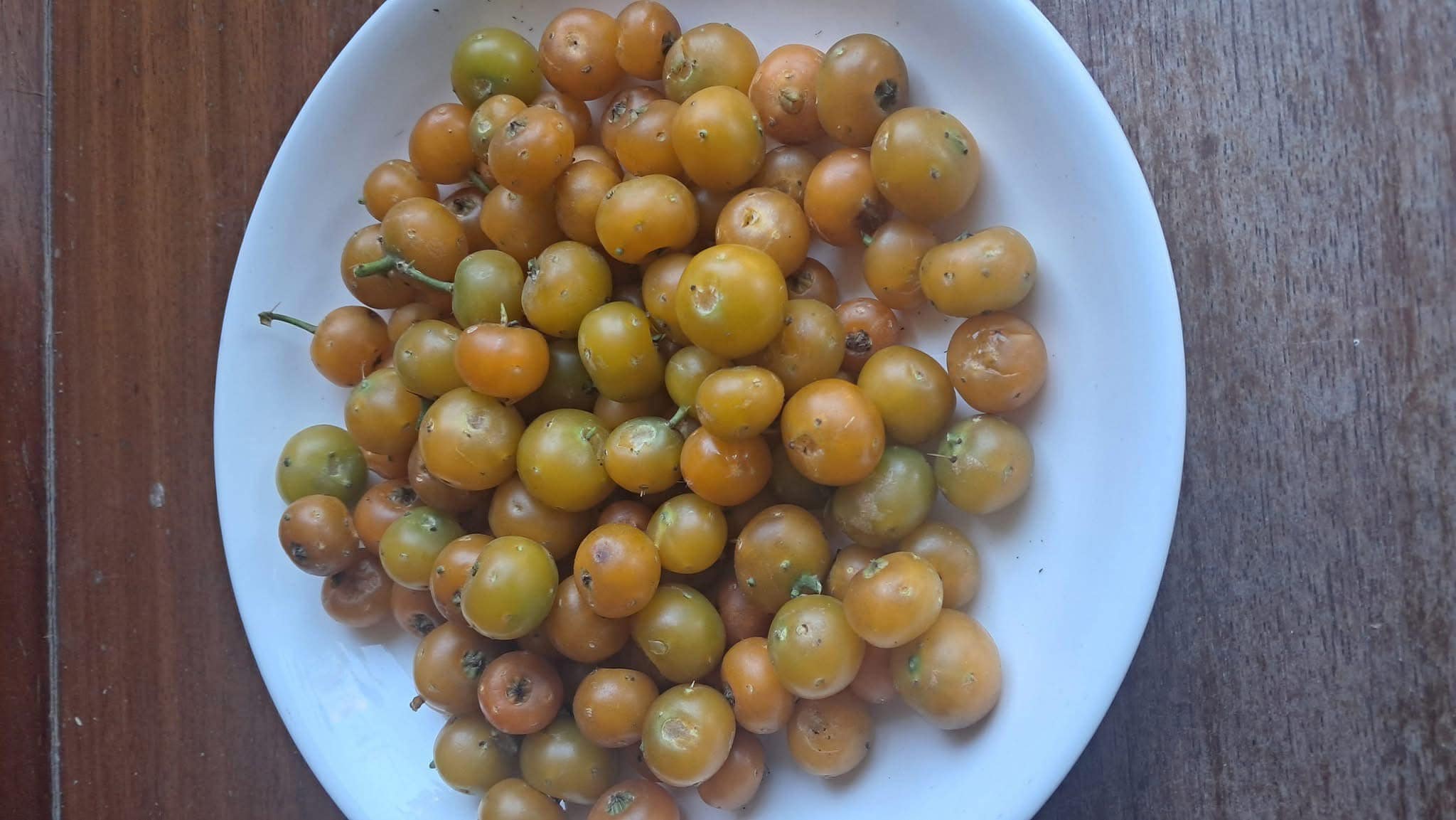 Cây giống Chanh nho (Pereskia aculeata) - Nhập khẩu Cây giống Chanh nho (Pereskia aculeata) - Nhập khẩu