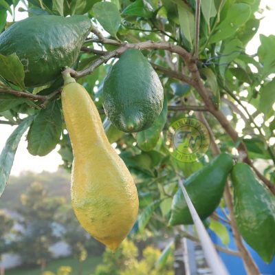 cây giống chanh ngọt Tây Ban Nha nhập khẩu