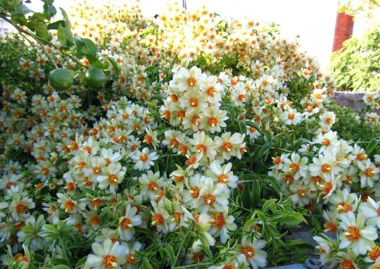Cây giống Chanh nho (Pereskia aculeata) - Nhập khẩu Cây giống Chanh nho (Pereskia aculeata) - Nhập khẩu