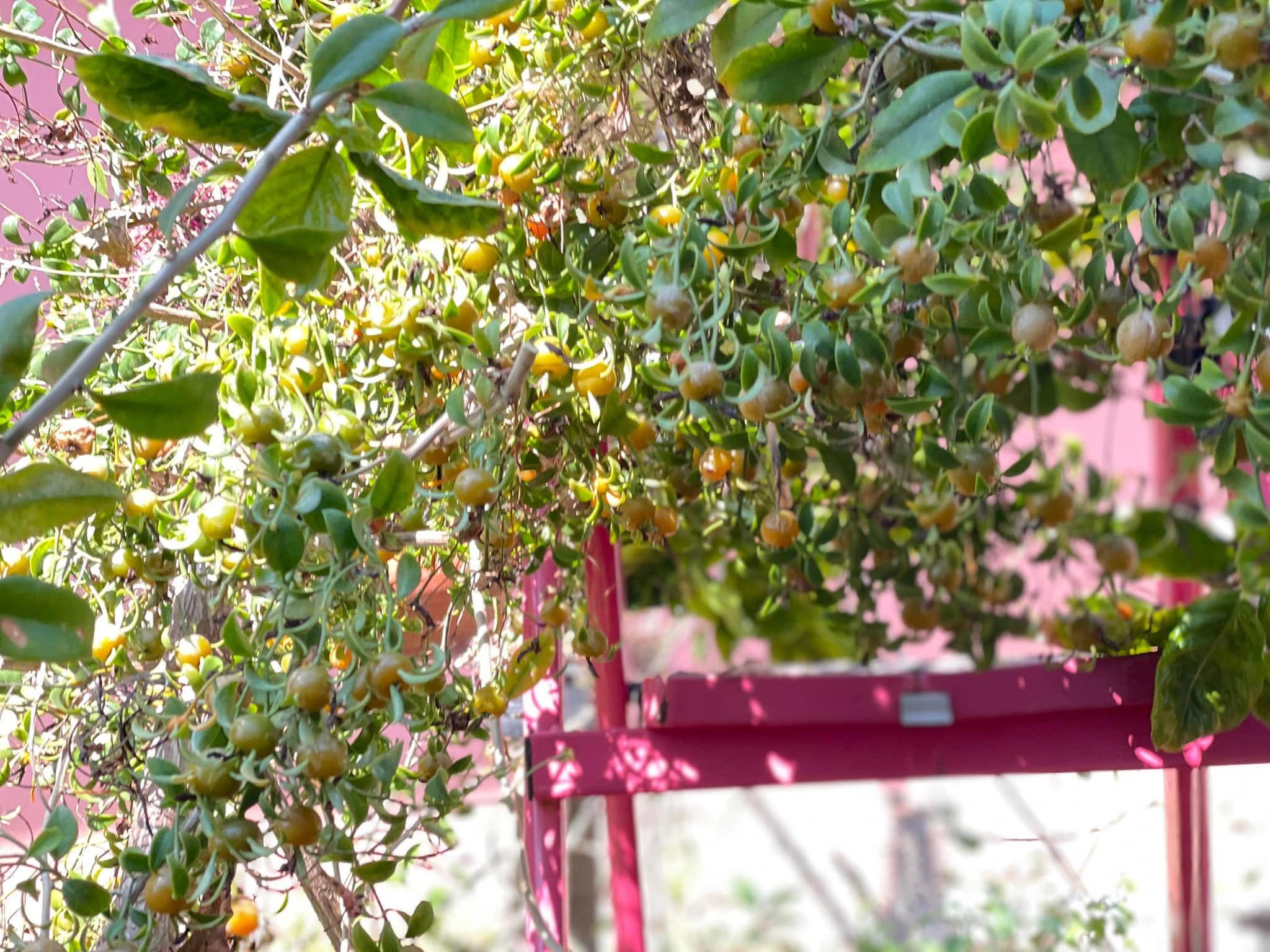 Cây giống Chanh nho (Pereskia aculeata) - Nhập khẩu Cây giống Chanh nho (Pereskia aculeata) - Nhập khẩu