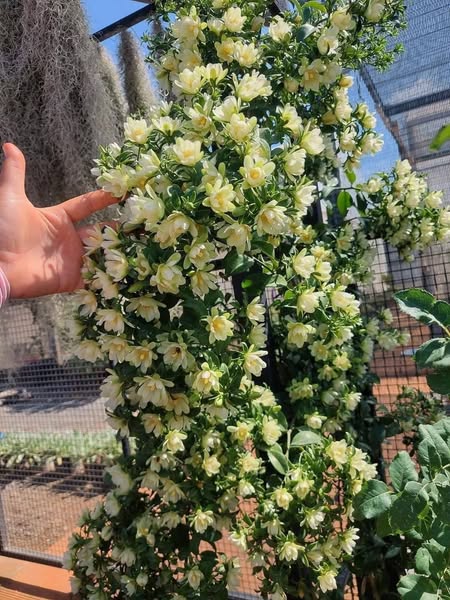Cây giống Chanh nho (Pereskia aculeata) - Nhập khẩu Cây giống Chanh nho (Pereskia aculeata) - Nhập khẩu