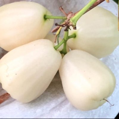 cây giống Mận " White Diamond Sugar ( mận kim cương trắng đít vuông ) " - nhập khẩu