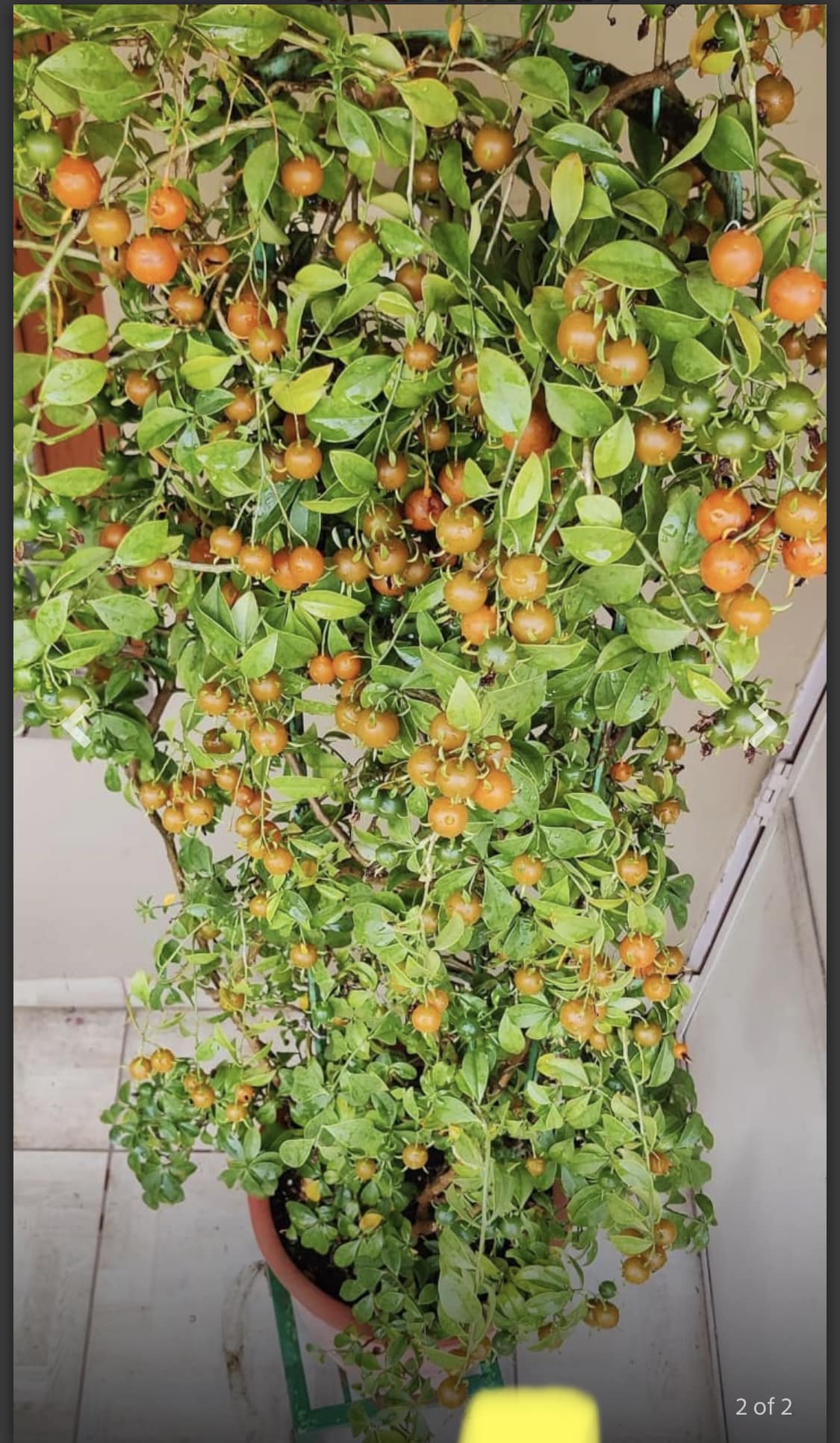 Cây giống Chanh nho (Pereskia aculeata) - Nhập khẩu Cây giống Chanh nho (Pereskia aculeata) - Nhập khẩu