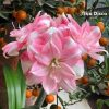 củ giống hoa huệ tây Amaryllis ' Tika Disco ' củ mẹ ngậm nụ size 34/36