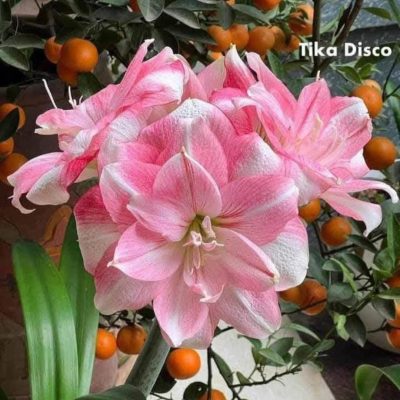 củ giống hoa huệ tây Amaryllis ' Tika Disco ' củ mẹ ngậm nụ size 34/36
