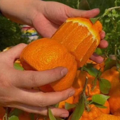Cây Giống Cam Dekapon (𝗤𝘂𝘆́𝘁 𝗰𝗵𝘂𝗺 𝗗𝗲𝗸𝗼𝗽𝗼𝗻 )nhập khẩu