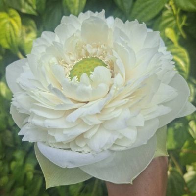 Hoa Sen Thiên Nga Trắng - White Swan