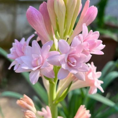 củ giống hoa huệ hương tím kép Pink Parfait