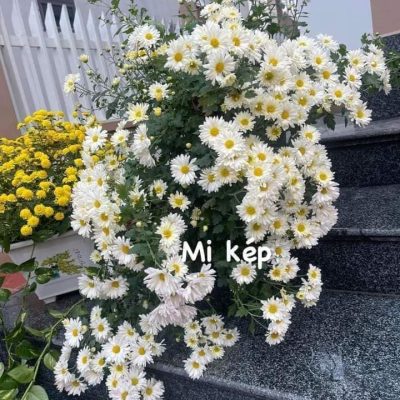 HOA CÚC HỌA MY KÉP TRẮNG