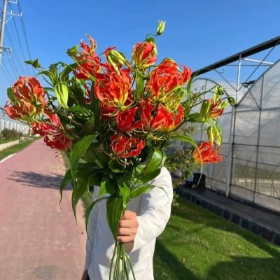 CỦ GIỐNG HOA LY LỬA HÀ LAN