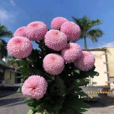HOA CÚC PINGPONG HỒNG