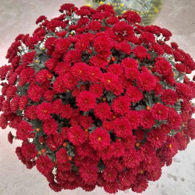 CÚC MÂM XÔI HÀN MÀU ĐỎ TƯƠI