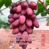 Cây Nho Ngón Tay Chị Hằng Nga