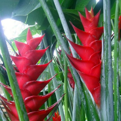 Hoa Chuối Heliconia " Caribaea Barbados Flat"