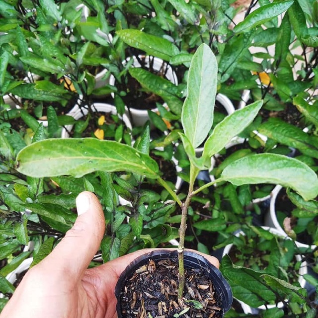 Cây Giống dưa hấu pepino Cây Giống dưa hấu pepino