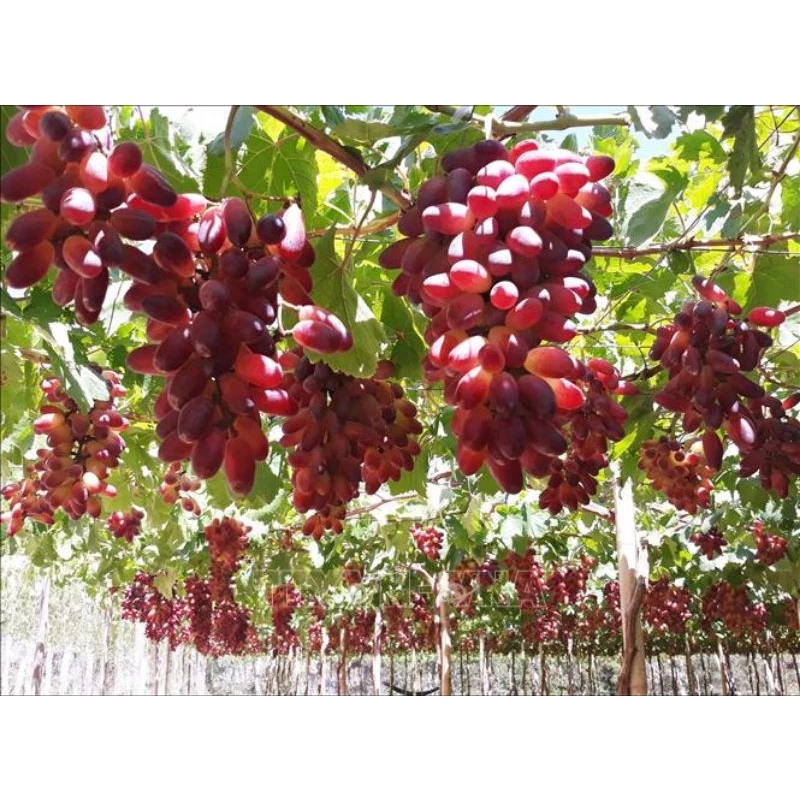 Cây Nho Ngón Tay Hồng (Mariaue Finger - NH01-152) Cây Nho Ngón Tay Hồng (Mariaue Finger - NH01-152)