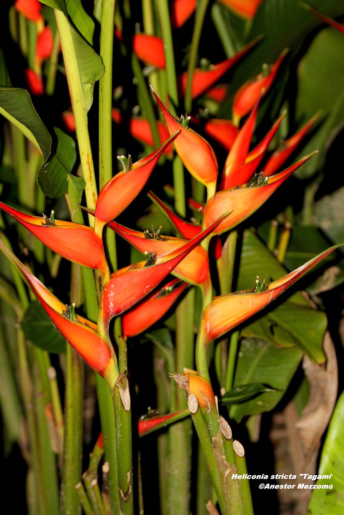 Hoa Chuối Heliconia "Stricta Tagami" Hoa Chuối Heliconia "Stricta Tagami"