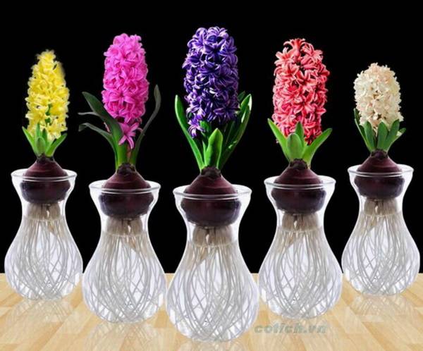 Chậu Hoa Tiên ông (dạ lan hương) trồng nước đủ màu - nhập khẩu - củ +bình thủy sinh Chậu Hoa Tiên ông (dạ lan hương) trồng nước đủ màu - nhập khẩu - củ +bình thủy sinh