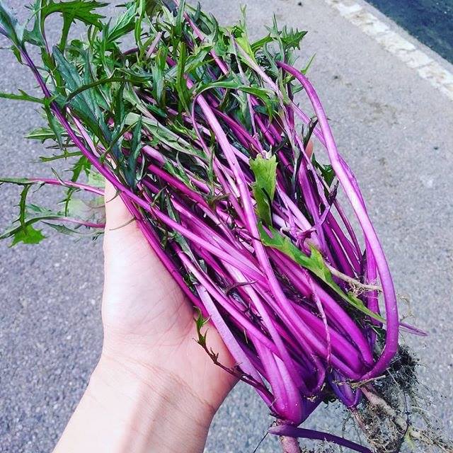 cây giống Cải Ngọt Nhật Mizuna Đỏ - Red (Brassica juncea) cây giống Cải Ngọt Nhật Mizuna Đỏ - Red (Brassica juncea)