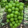 Giống Nho Shine Muscat chuẩn