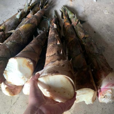 CÂY GIỐNG tre siêu ngọt mới (tre bói măng đen ) - măng ăn sống được