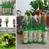 1 vỉ 5 lọ Phân bón dinh dưỡng, kích rễ cho cây, dung dịch thủy canh phân cho cây trồng nước, phân cho cây cảnh thuỷ sinh