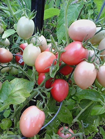 cây giống cà chua trứng hồng ươm vỉ cây giống cà chua trứng hồng ươm vỉ