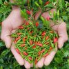 cây giống ớt xiêm rừng cay thơm nồng cực ngon - cây giống ươm vỉ