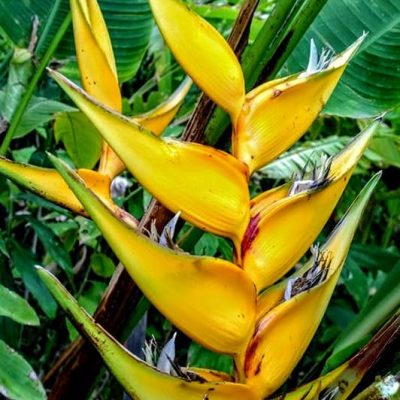 Hoa Chuối Heliconia " Yellow Dancer "