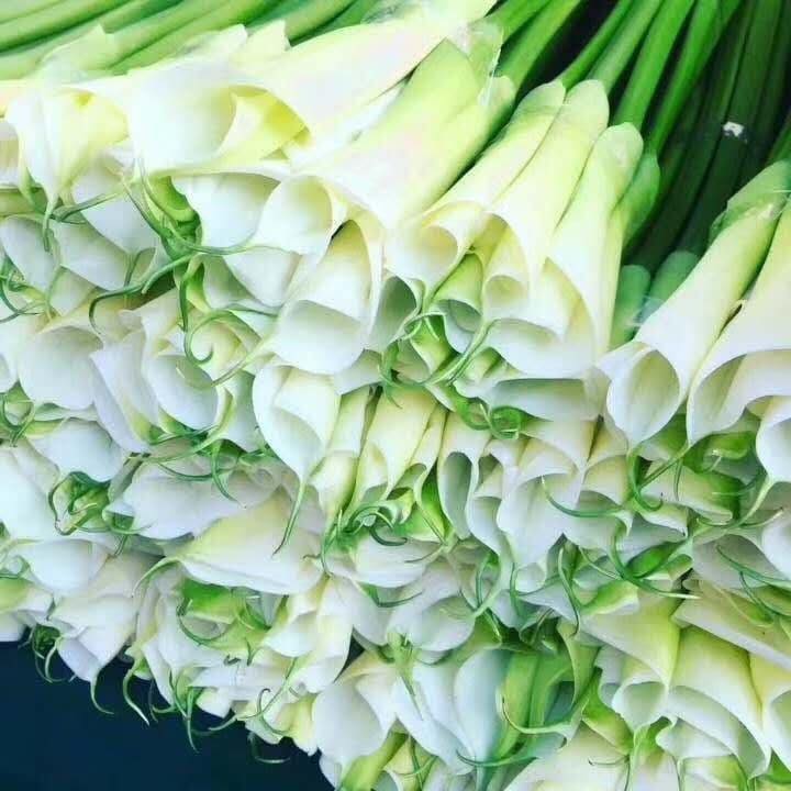Củ giống Hoa Rum (Calla Lily) Trắng dòng cao chuyên cắt cành Củ giống Hoa Rum (Calla Lily) Trắng dòng cao chuyên cắt cành