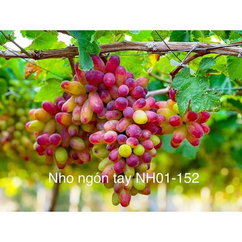 Cây Nho Ngón Tay Hồng (Mariaue Finger - NH01-152) Cây Nho Ngón Tay Hồng (Mariaue Finger - NH01-152)