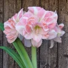 củ giống hoa huệ tây Amaryllis ' Blossom Nymph ' size 32/34cm