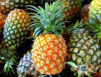 cây giống Dứa Queen, dứa mật có gai, dứa nữ hoàng