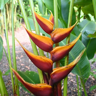 Hoa Chuối Heliconia " Banana Split "