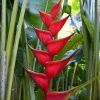 Hoa Chuối Heliconia " Bihai x Caribaea Criswick"