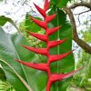 Hoa Chuối Heliconia " Bihai x Caribaea Hot Rio Nights "