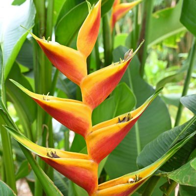 Hoa Chuối Heliconia " Bihai x Caribaea Jacquinii "