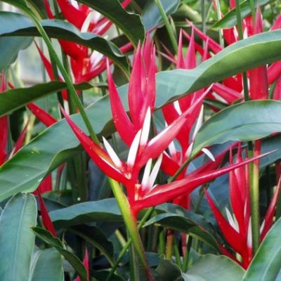Hoa Chuối mỏ két Heliconia " Angusta RED Christmas "