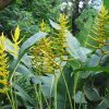 Hoa Chuối mỏ két Heliconia " Angusta Yellow Christmas "