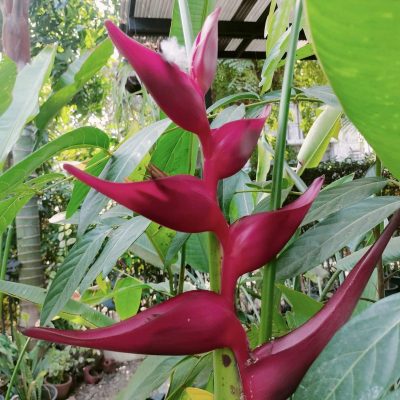 Hoa Chuối Heliconia " Collinsiana x bourgeana Pedro Ortiz"