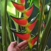 Hoa Chuối Heliconia "Orthotricha Garden of Eden"