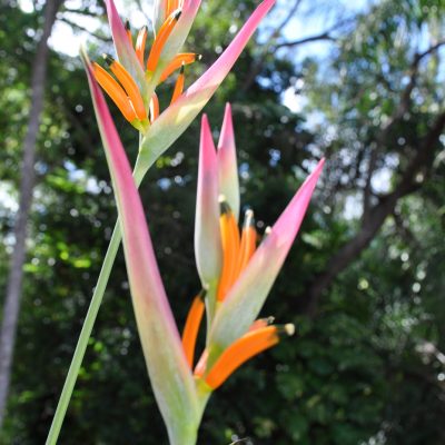 Hoa Chuối Heliconia " Psittacorum Sassy "
