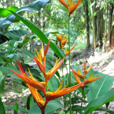 Hoa Chuối Heliconia " Psittacorum x Spathocircinata Daintree "