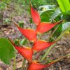 Hoa Chuối Heliconia "Stricta Esmeralda"